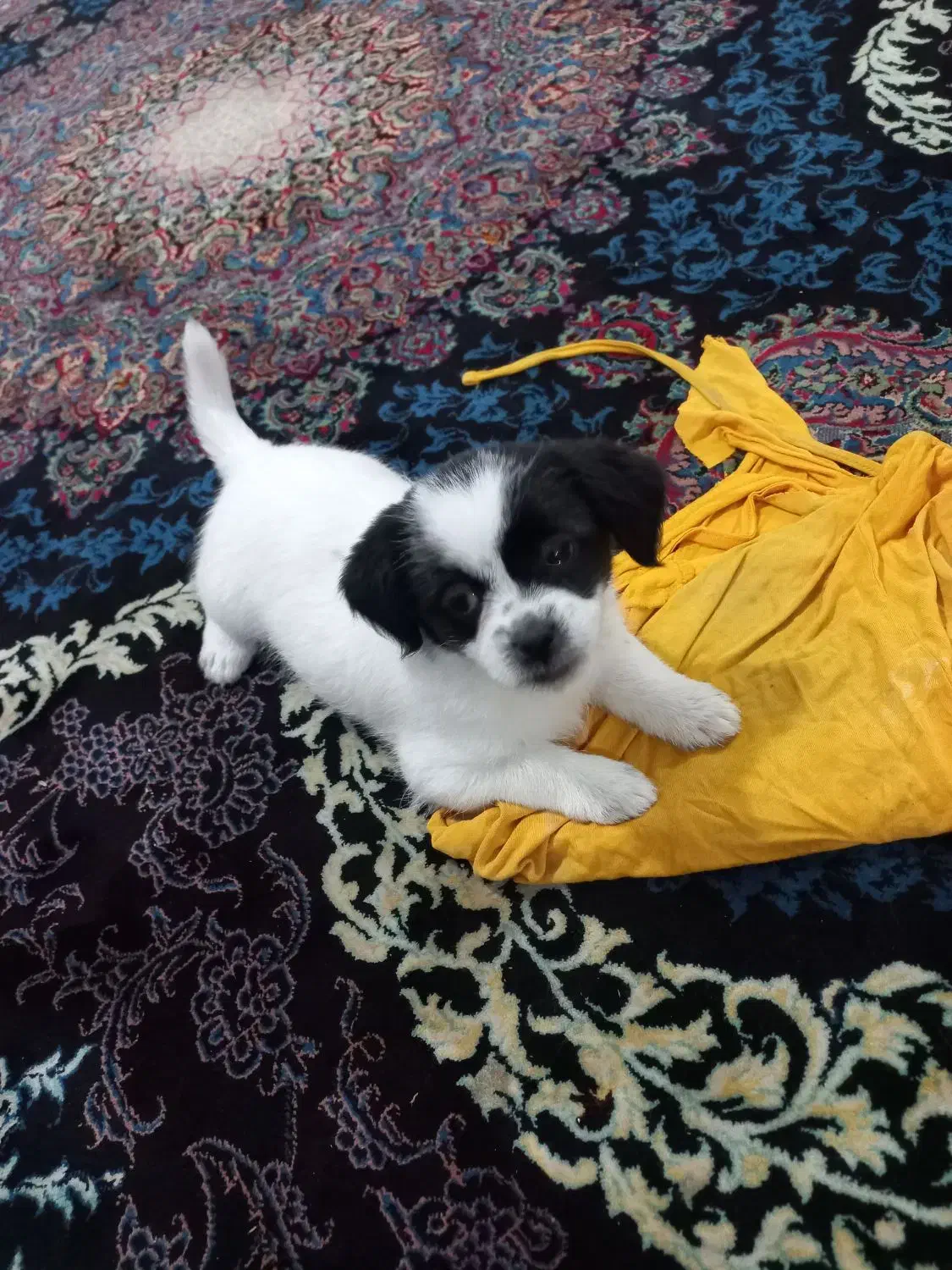 توله سگ|سگ|مشکین‌دشت, |دیوار