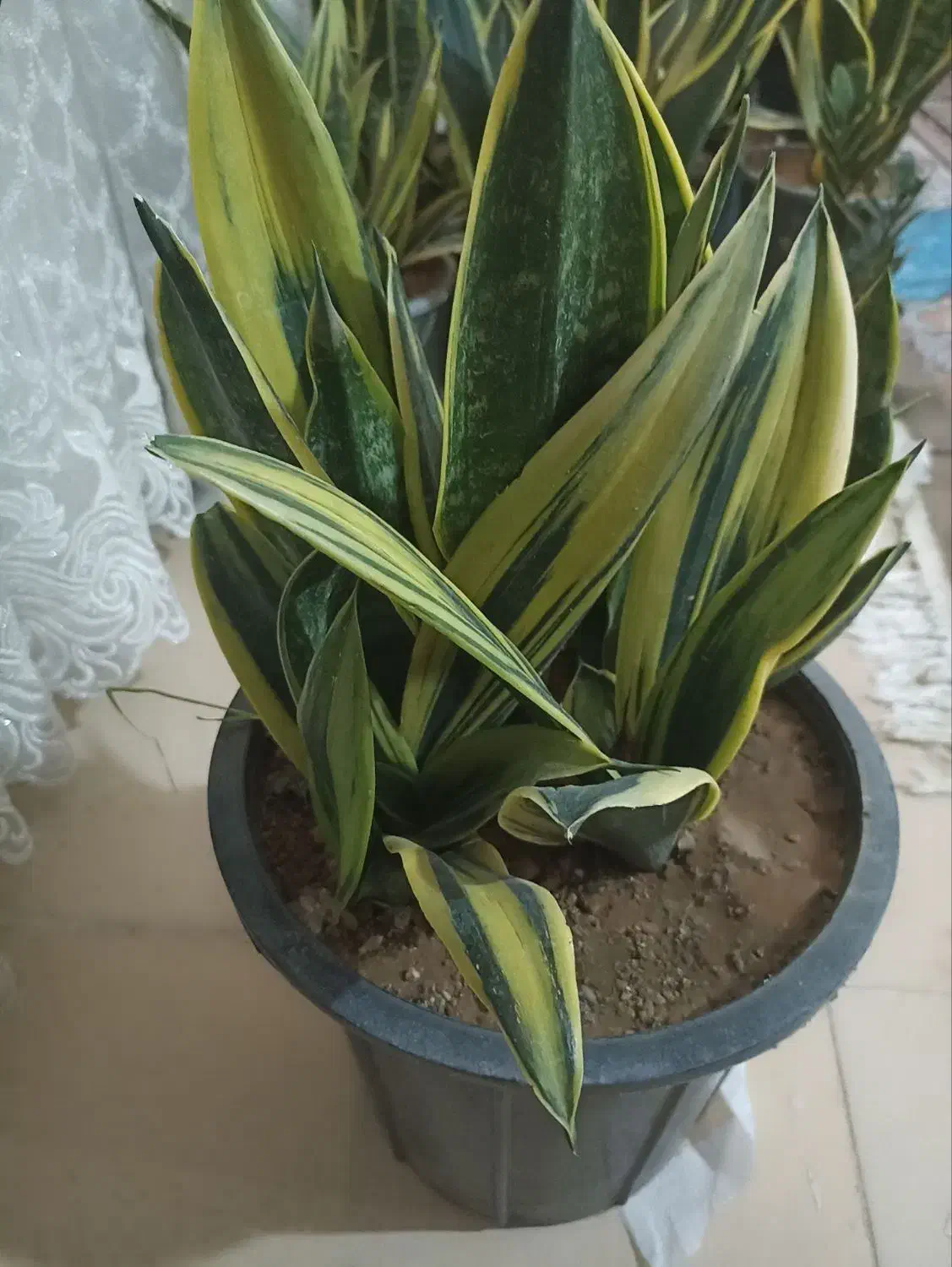 گل آپارتمانی|گل و گیاه طبیعی|محلات, |دیوار