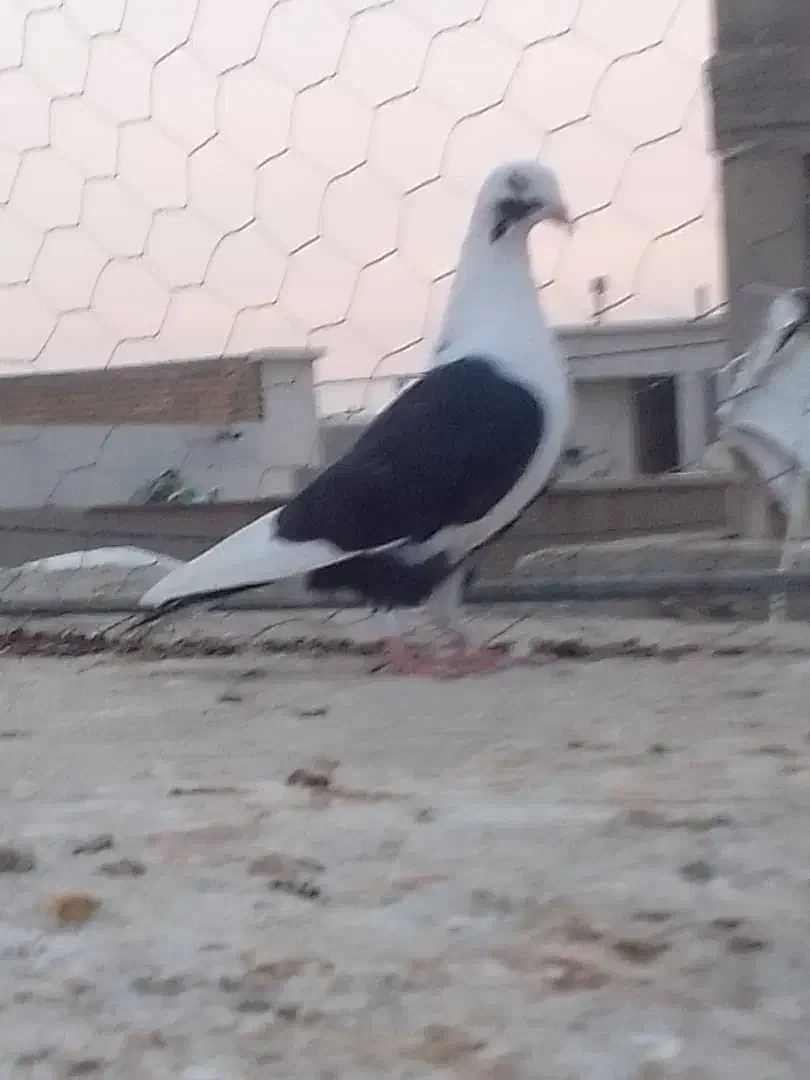 سلام حیونا فروشین|پرنده|گنبد کاووس, |دیوار