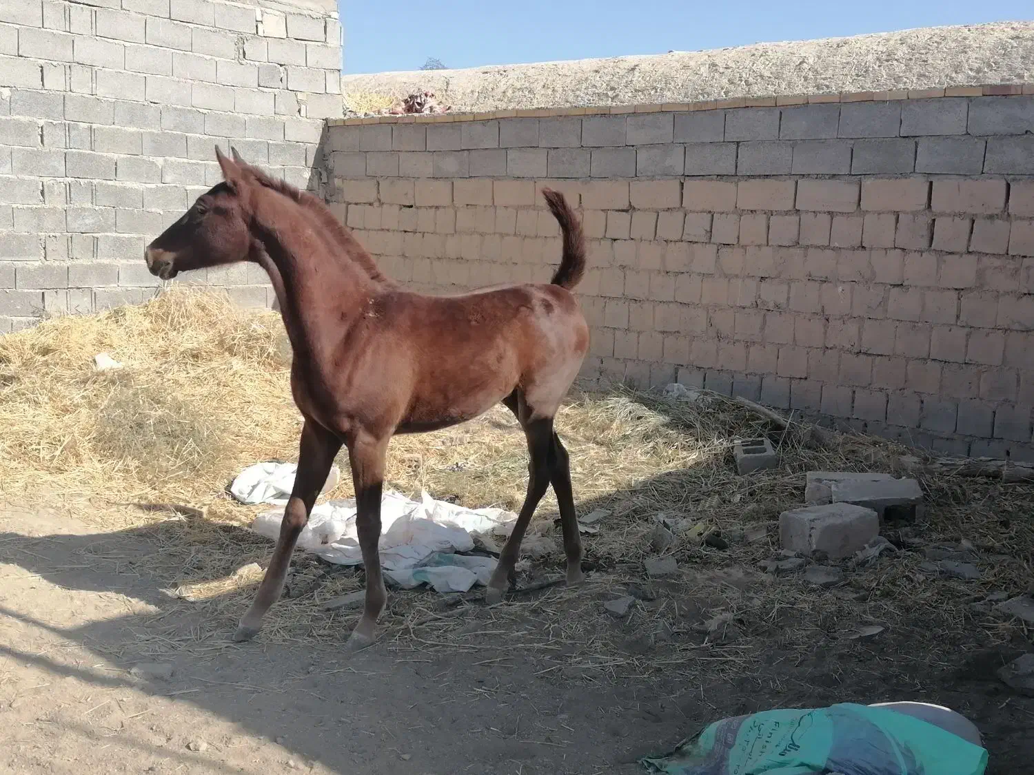 اسب|اسب و تجهیزات اسب‌سواری|مروست, |دیوار