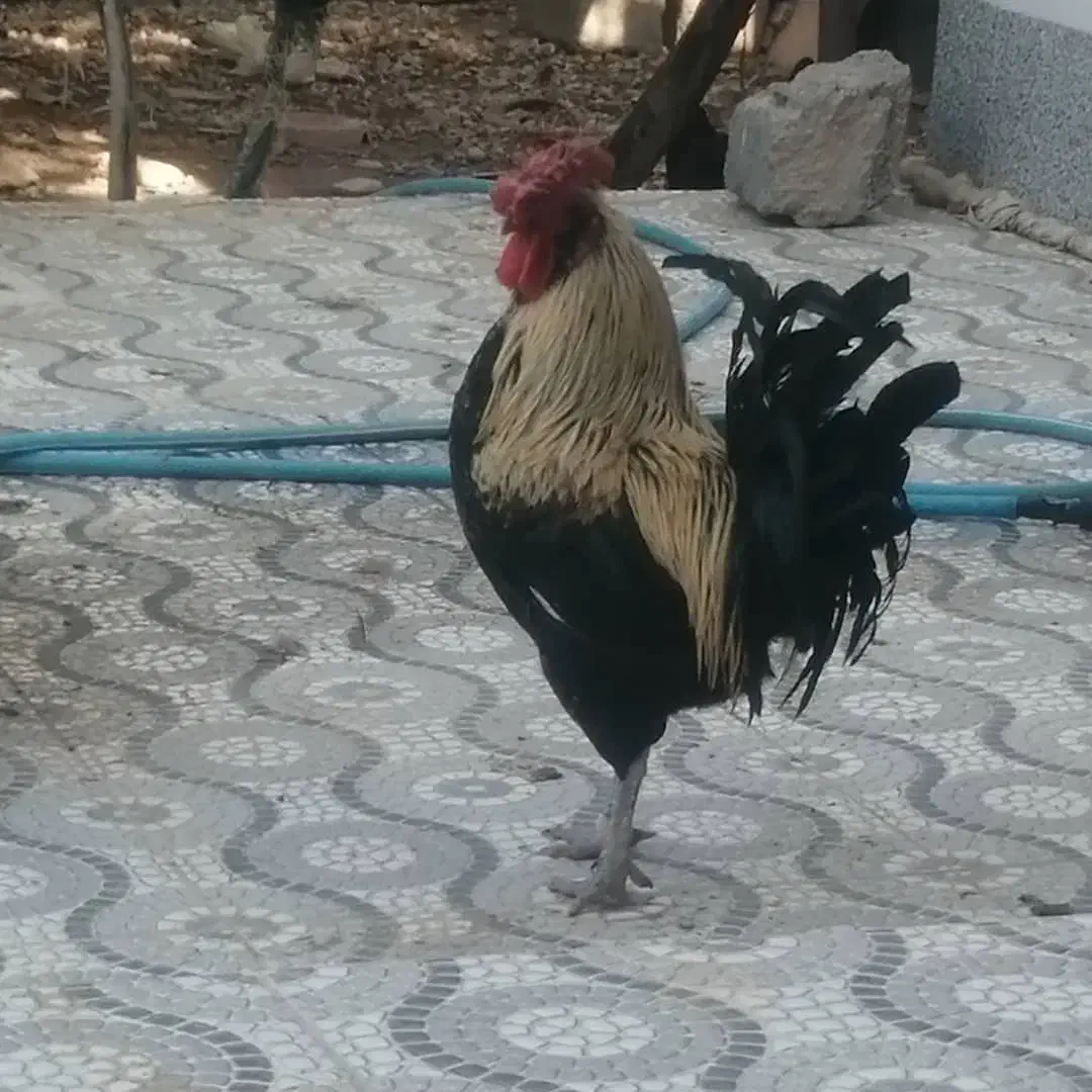 خروس گلین جوان سالم ومرغ محلی اصل|حیوانات مزرعه|آبدان, |دیوار