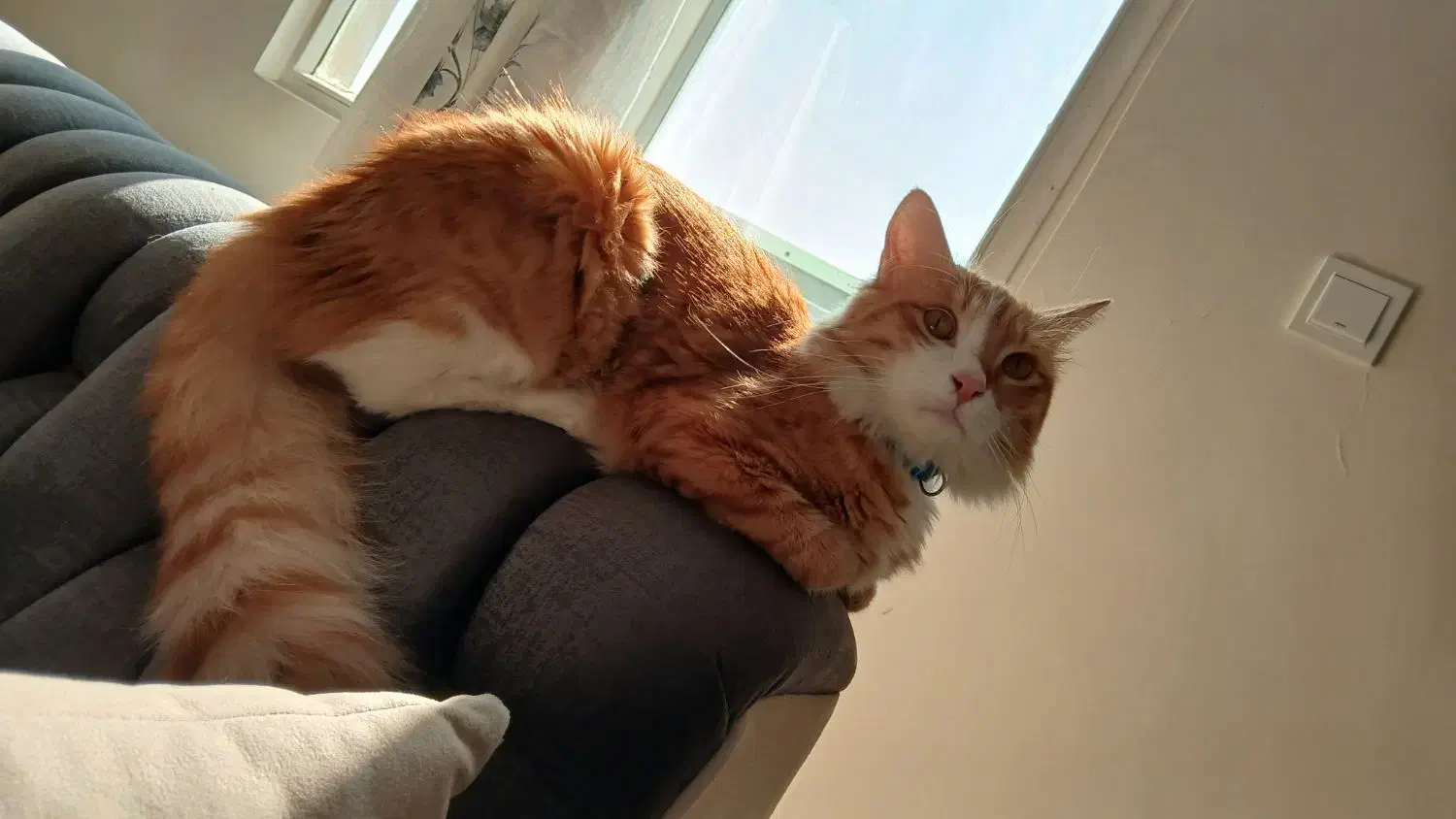 گربه|گربه|کرج, شهرک آسمان|دیوار