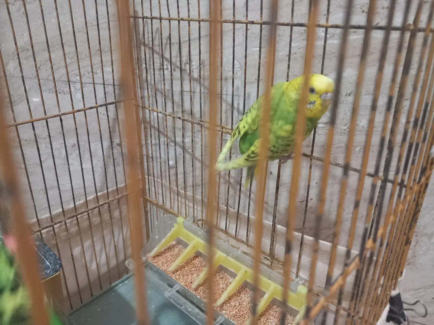 مرغ عشق|پرنده|رشت, گیل|دیوار