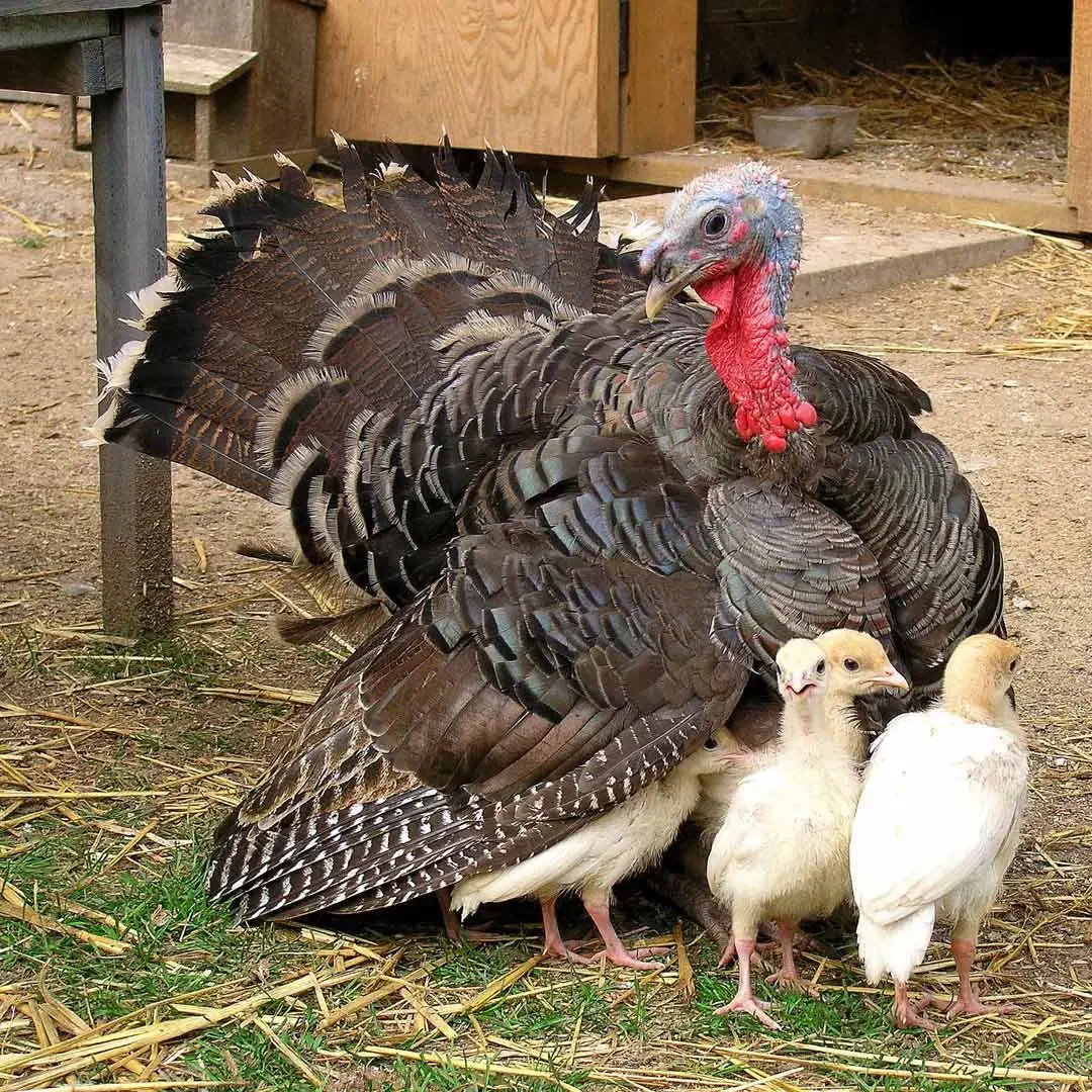 جوجه بوقلمون عمده|حیوانات مزرعه|بوکان, |دیوار