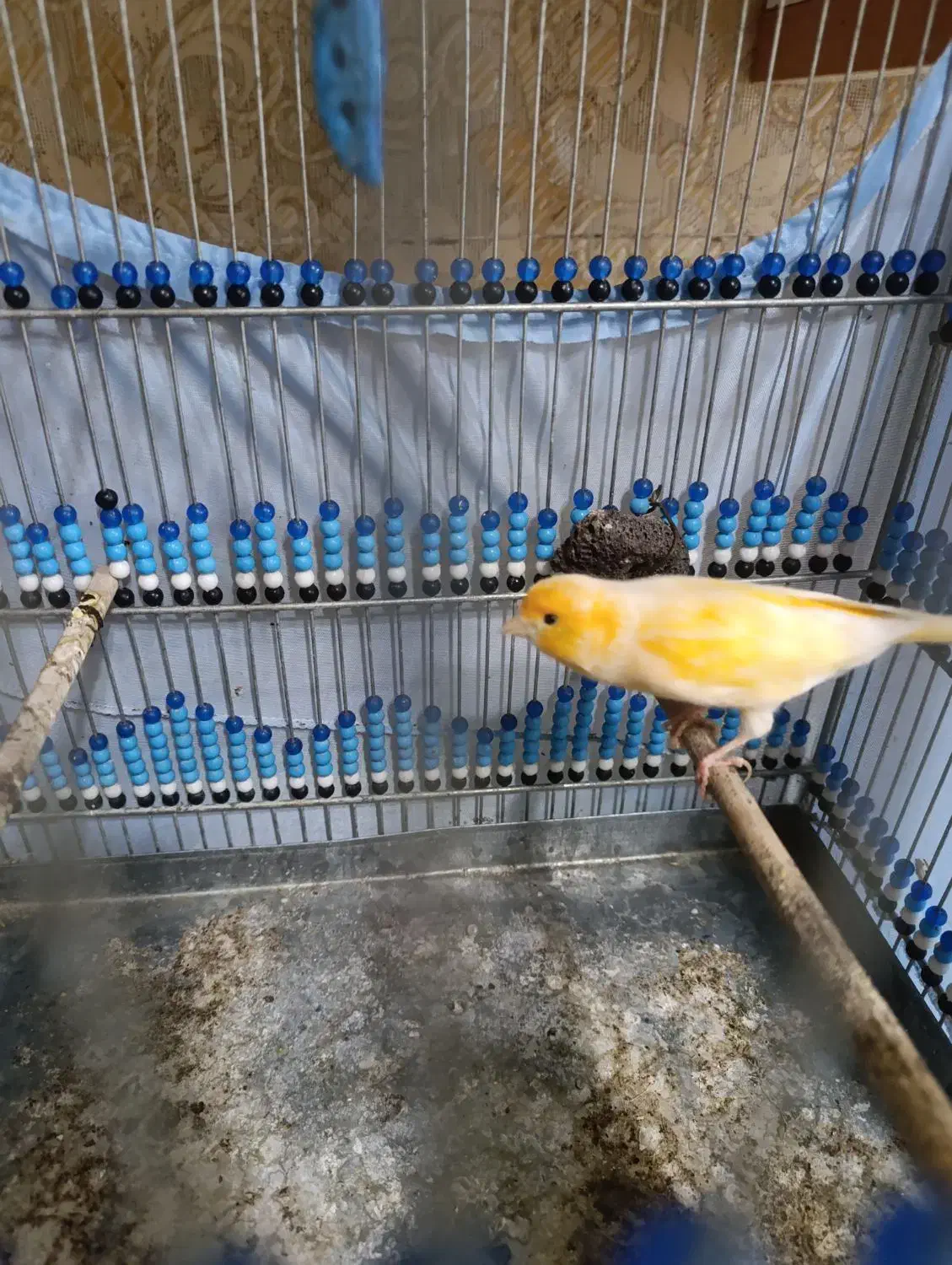 قناری نر و ماده|پرنده|ایلام, |دیوار