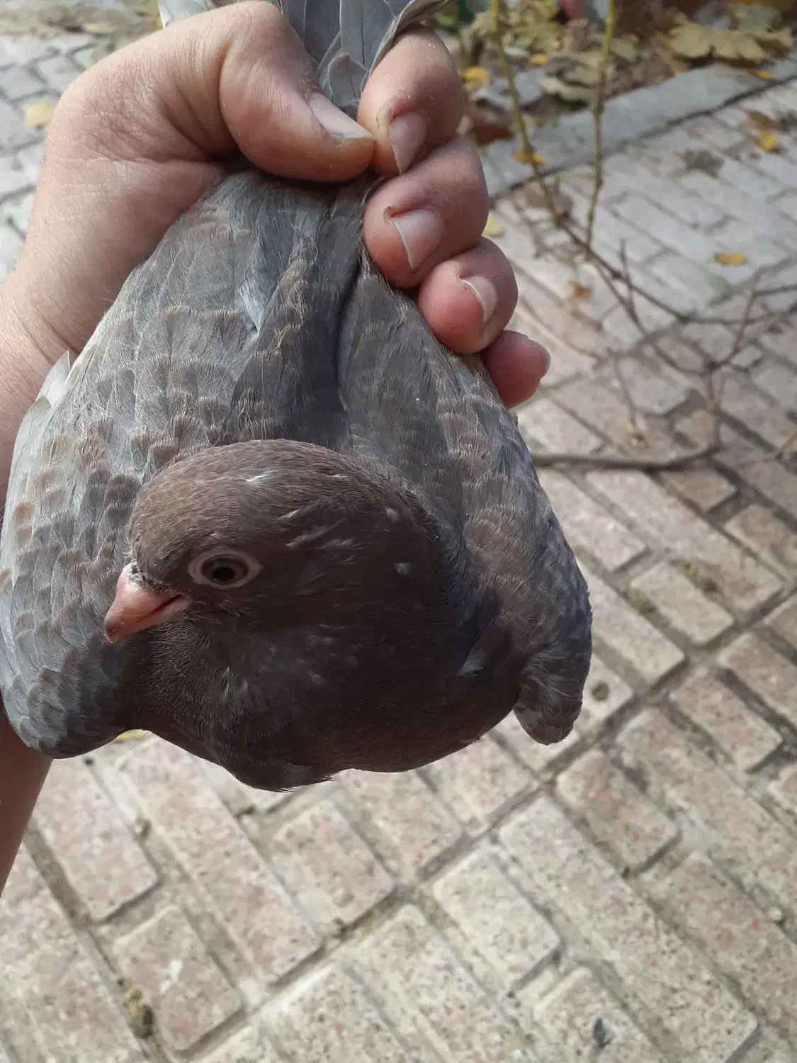 نیمچه زینتی|حیوانات مزرعه|تبریز, |دیوار