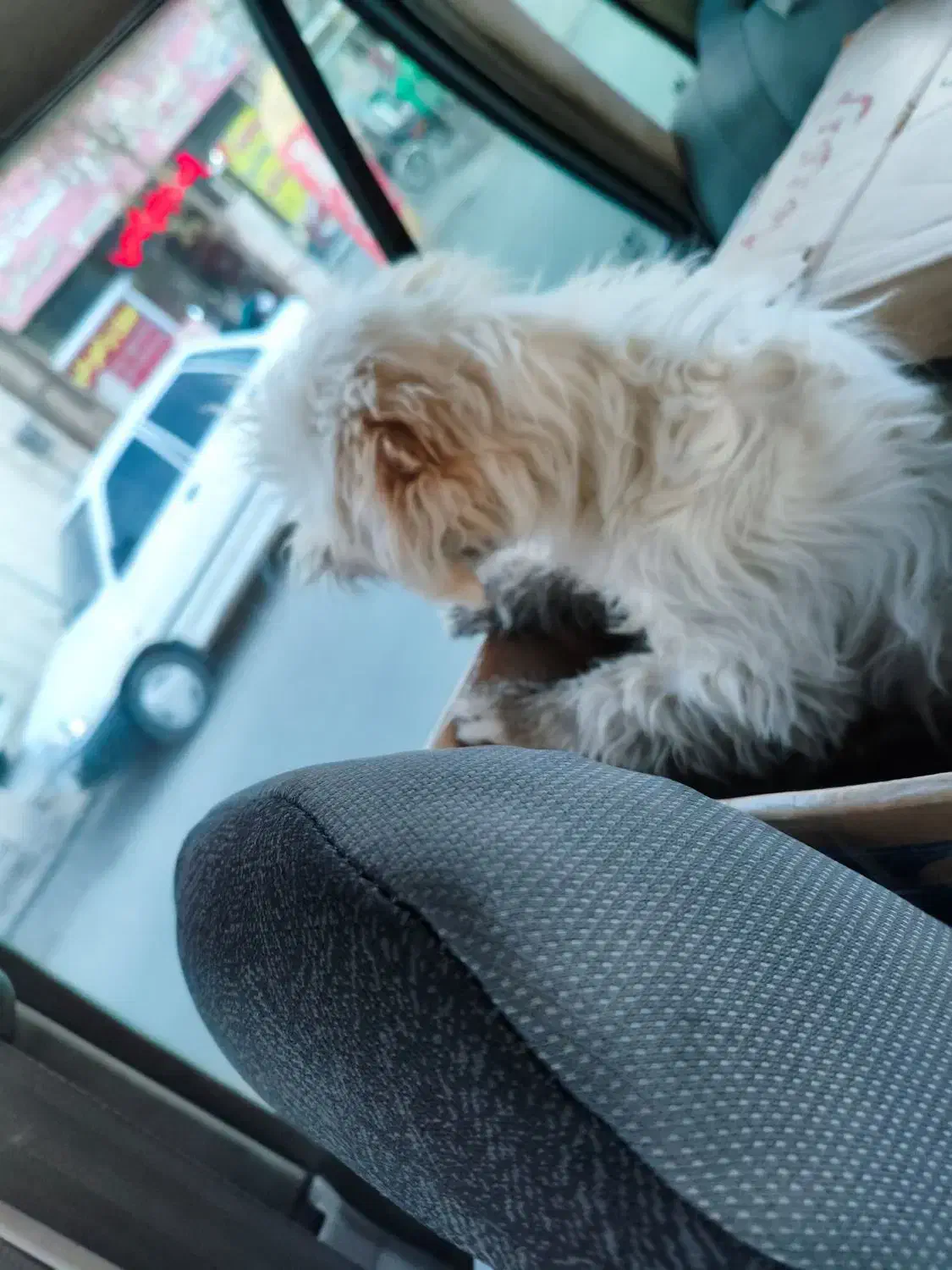 سگ شیتزو|سگ|شیراز, شهرک مهرگان|دیوار