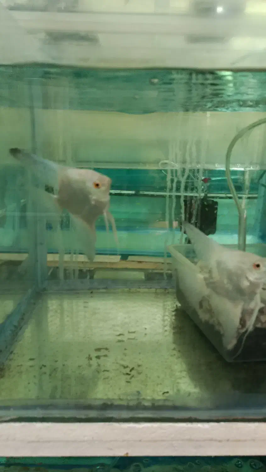 مولد آنجل بلغاری|ماهی|خسروشاه, |دیوار