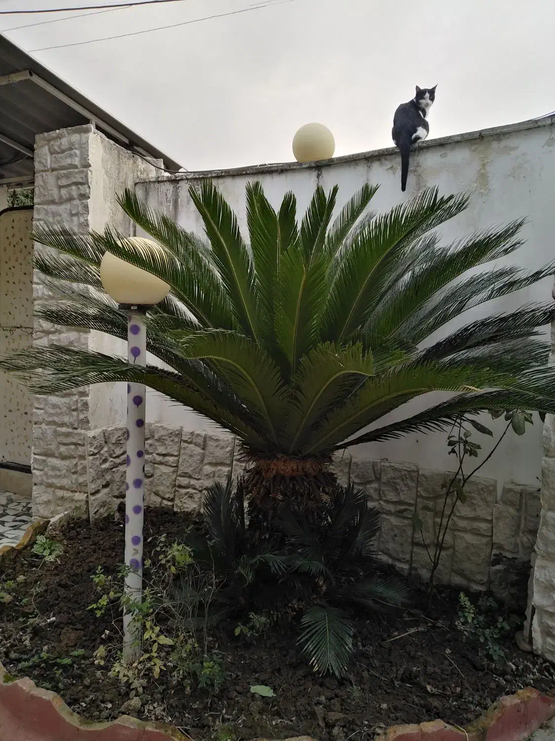 درخت سیکاس|گل و گیاه طبیعی|آمل, |دیوار