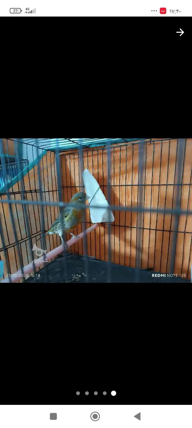 قناری فروشی  3میلیون|پرنده|قائم‌شهر, |دیوار