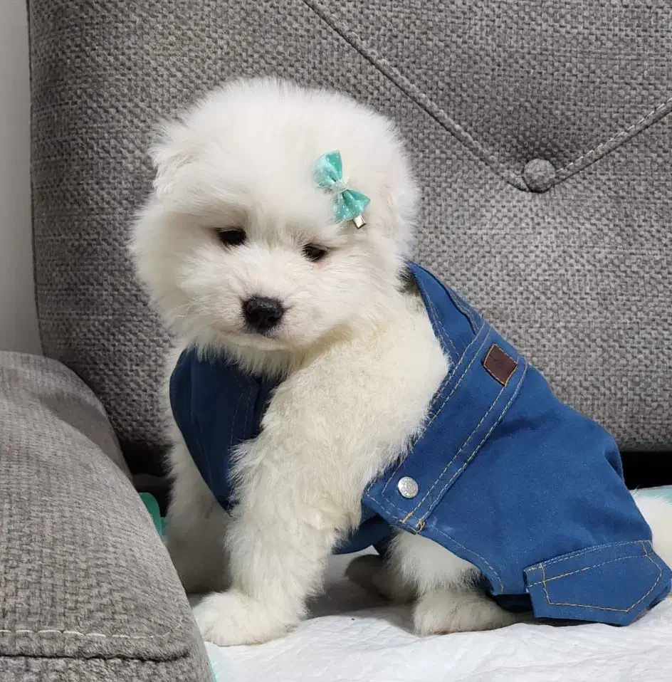 سامویید|سگ|مشهد, هنرستان|دیوار