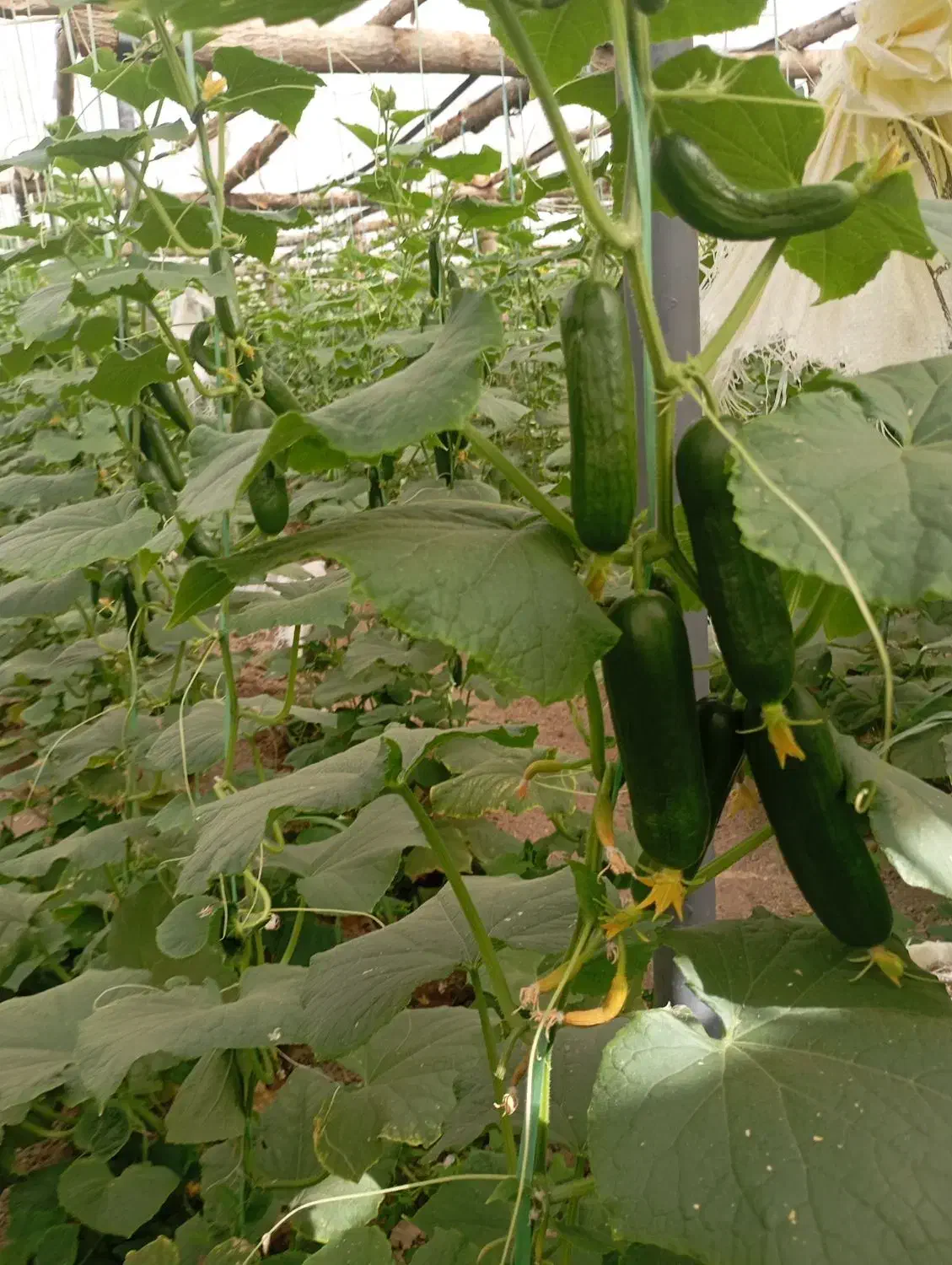 گلخانه چوبی کبوده|مصالح و تجهیزات ساختمان|مبارکه, |دیوار