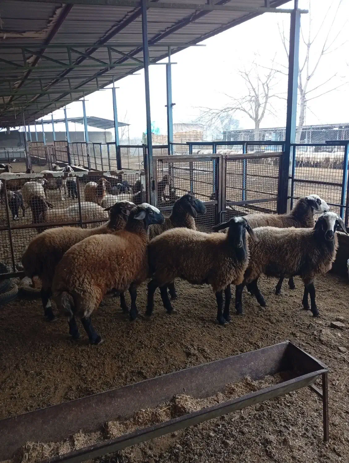 بره فرشی|حیوانات مزرعه|بهشهر, |دیوار