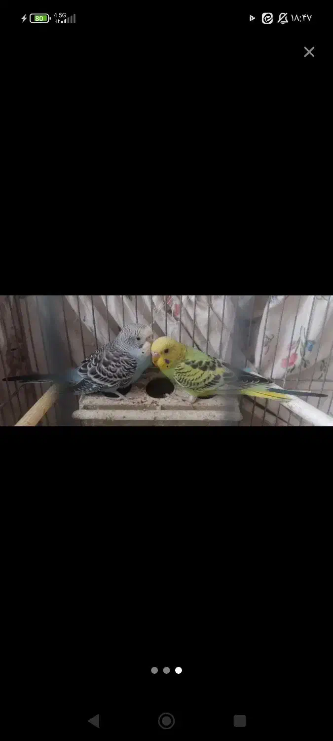 مرغ عشق زینتی|پرنده|خمینی‌شهر, |دیوار