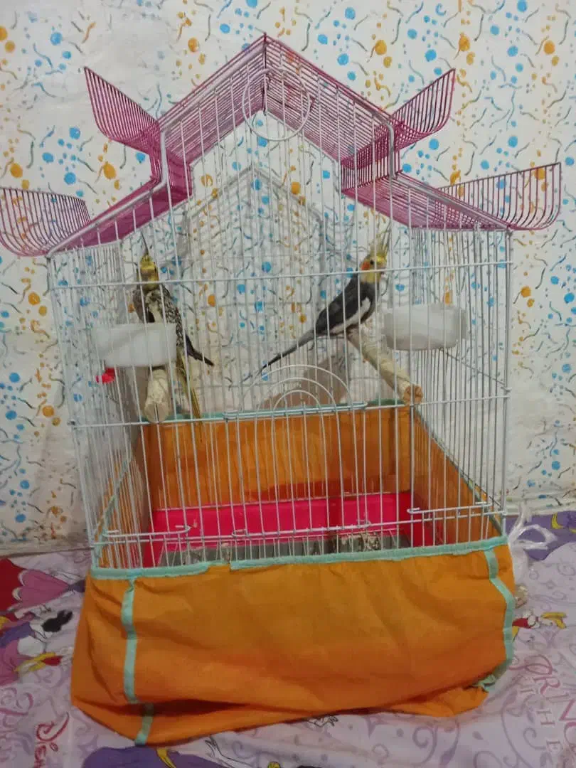 پرنده عروس|پرنده|احمدسرگوراب, |دیوار