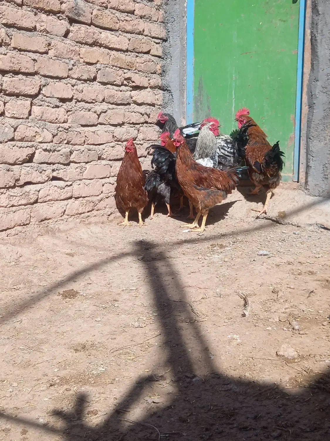 خروس|حیوانات مزرعه|قیدار, |دیوار