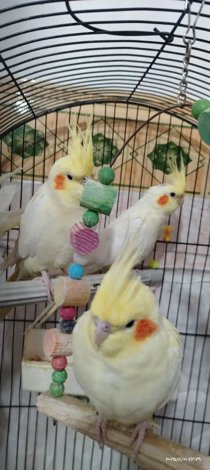 ماده عروس بالغ و تخمگزار|پرنده|میانه, |دیوار