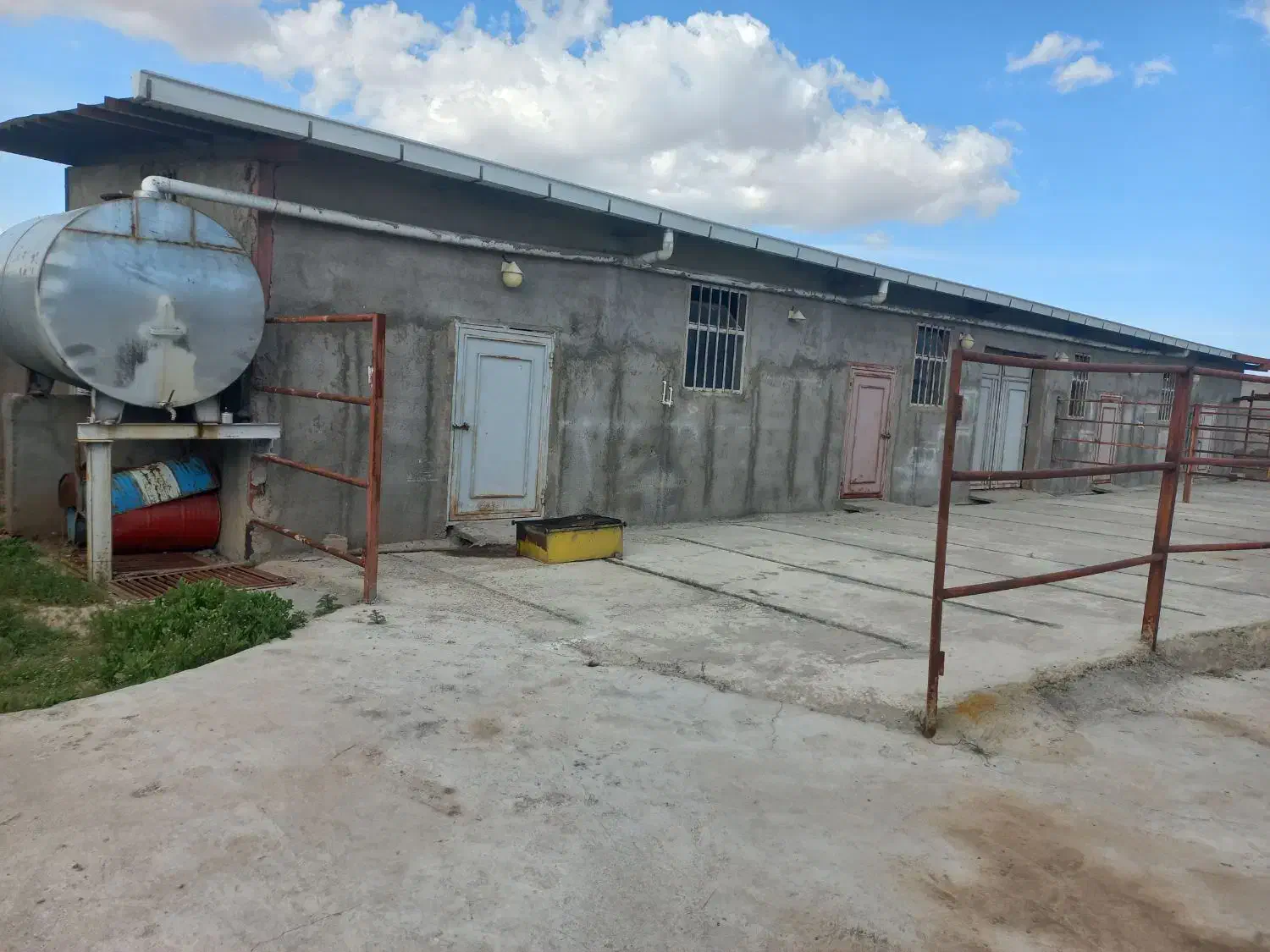 گاوداری ۷۵راس و۲۵ راس مولد|فروش دفتر صنعتی، کشاورزی، تجاری|خواجه, |دیوار