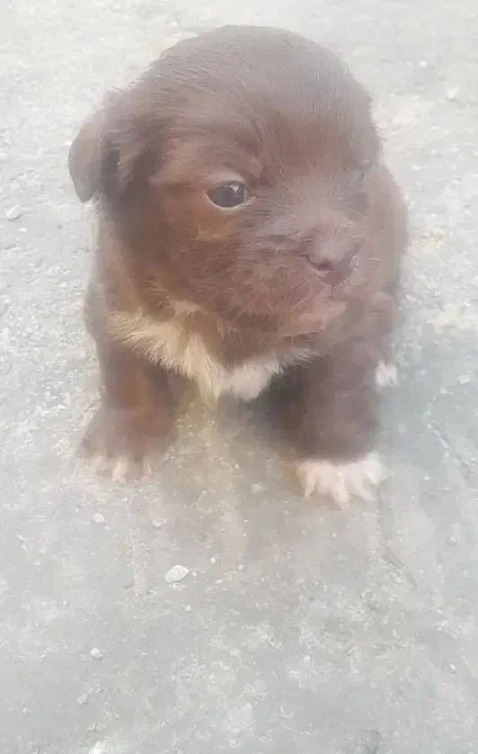 سگ پاکوتاه|سگ|اسلامآباد غرب, |دیوار