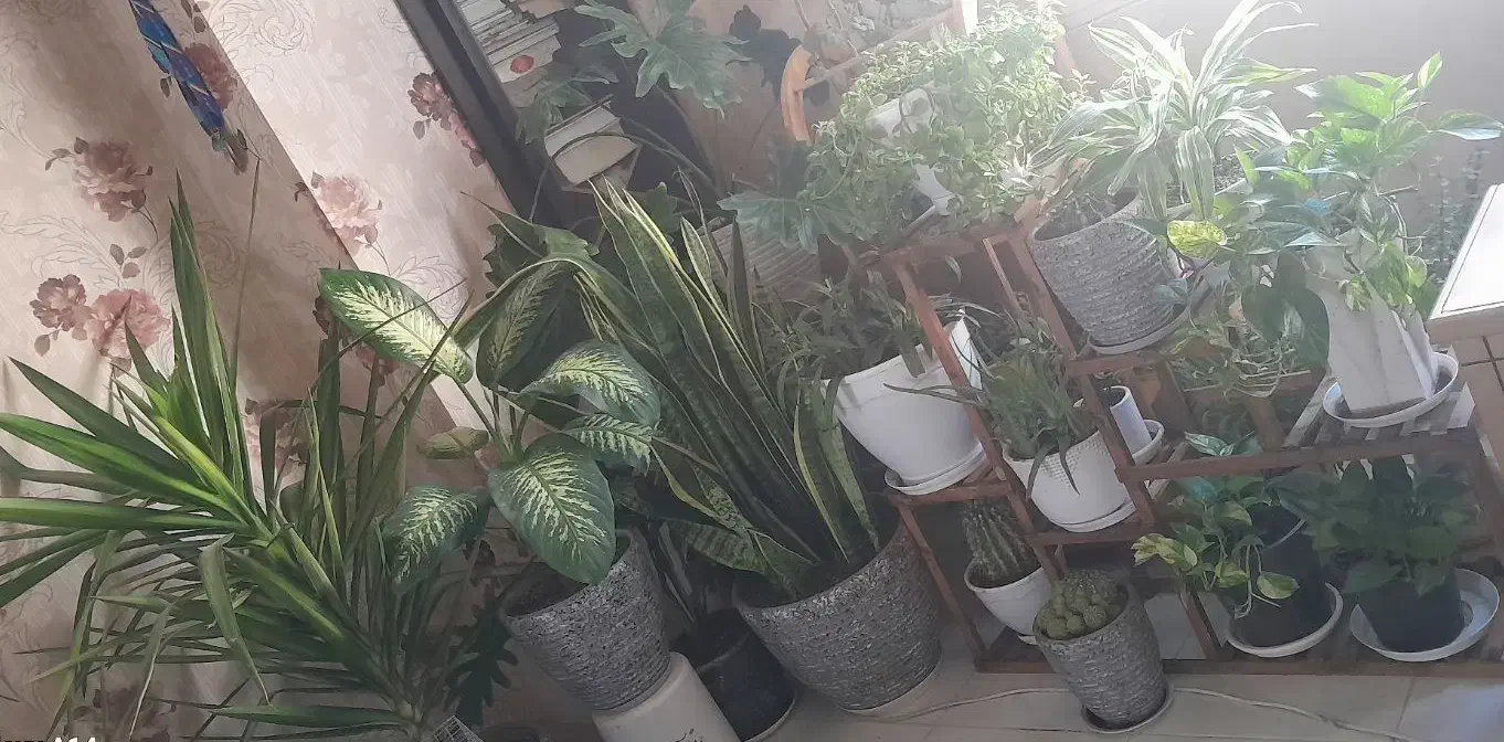 گلهای بسیار زیبا ۱۰۰ فروش فوری|گل و گیاه طبیعی|بجنورد, |دیوار