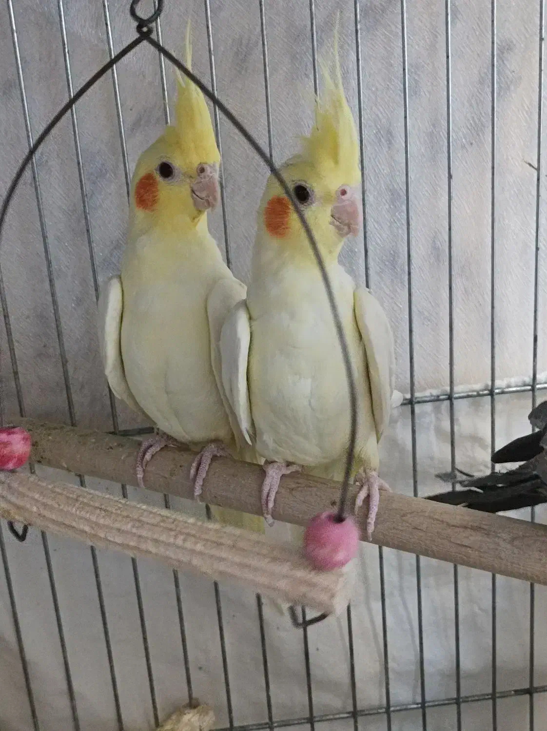 عروس هلندی /بالغ /جوجه/سخنگو/مولد باجوجه|پرنده|محمدشهر, محمدشهر|دیوار