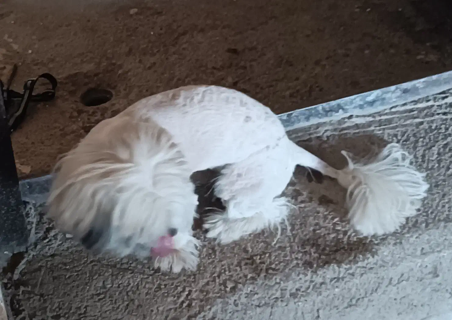 فروش یک قلاده سگ شیتزو|سگ|دزفول, |دیوار