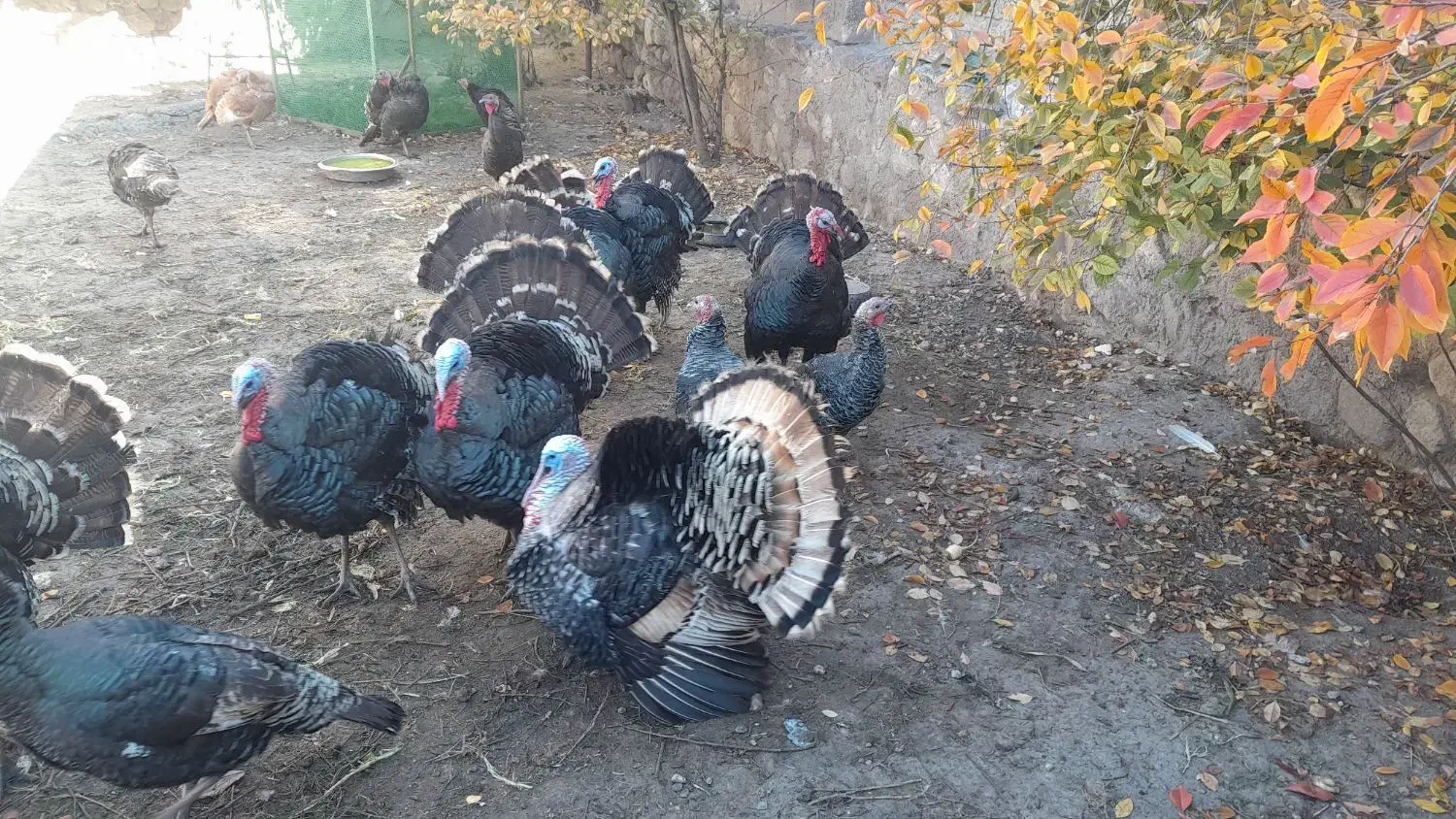 بوقلمون|حیوانات مزرعه|مشگین شهر, |دیوار