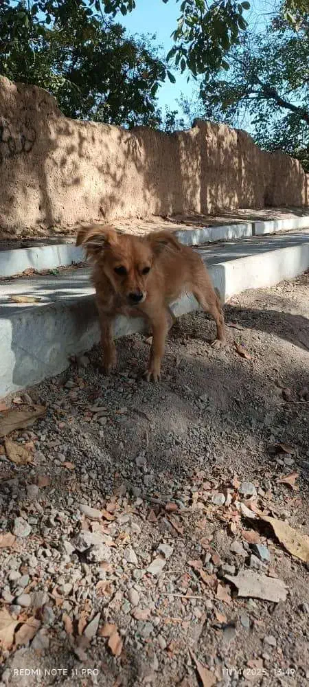 پاپی نژاد دار|سگ|نجف‌آباد, شیخ بهایی|دیوار