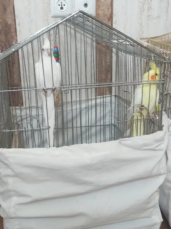 عروس هلندی|پرنده|سیرجان, |دیوار