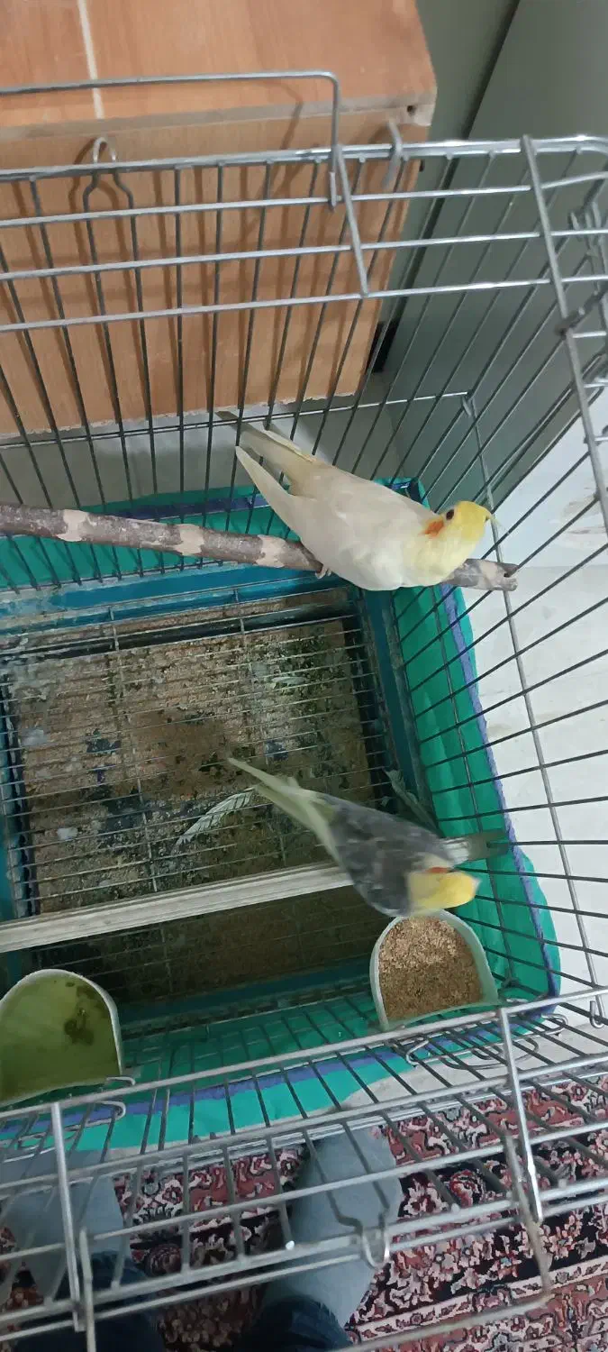 عروس هلندی|پرنده|کرج, شهرک یاس شمالی|دیوار