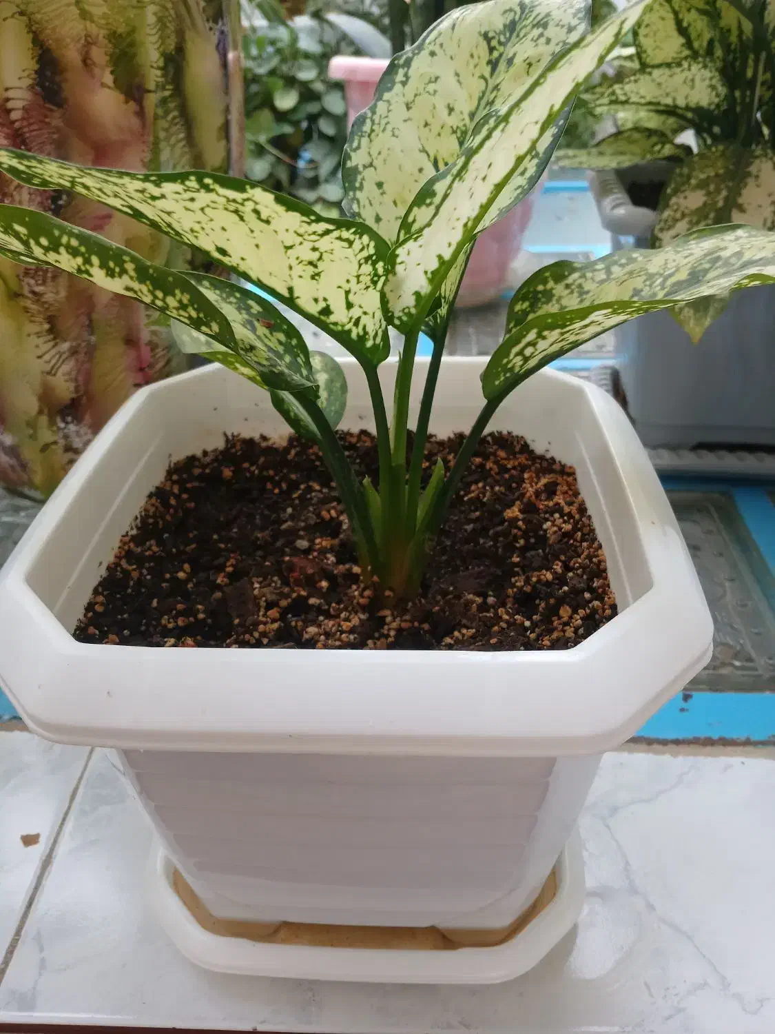 گل اگنما برفی|گل و گیاه طبیعی|اسدآباد, |دیوار