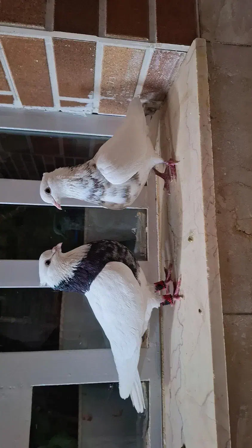 طوقی|پرنده|آباده, |دیوار