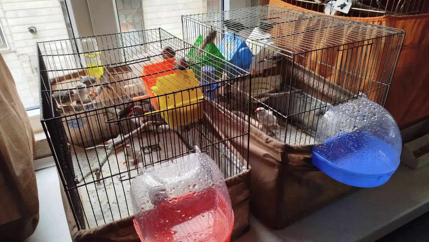 فنچ زبرا و بنگالی|پرنده|ری, اقدسیه|دیوار