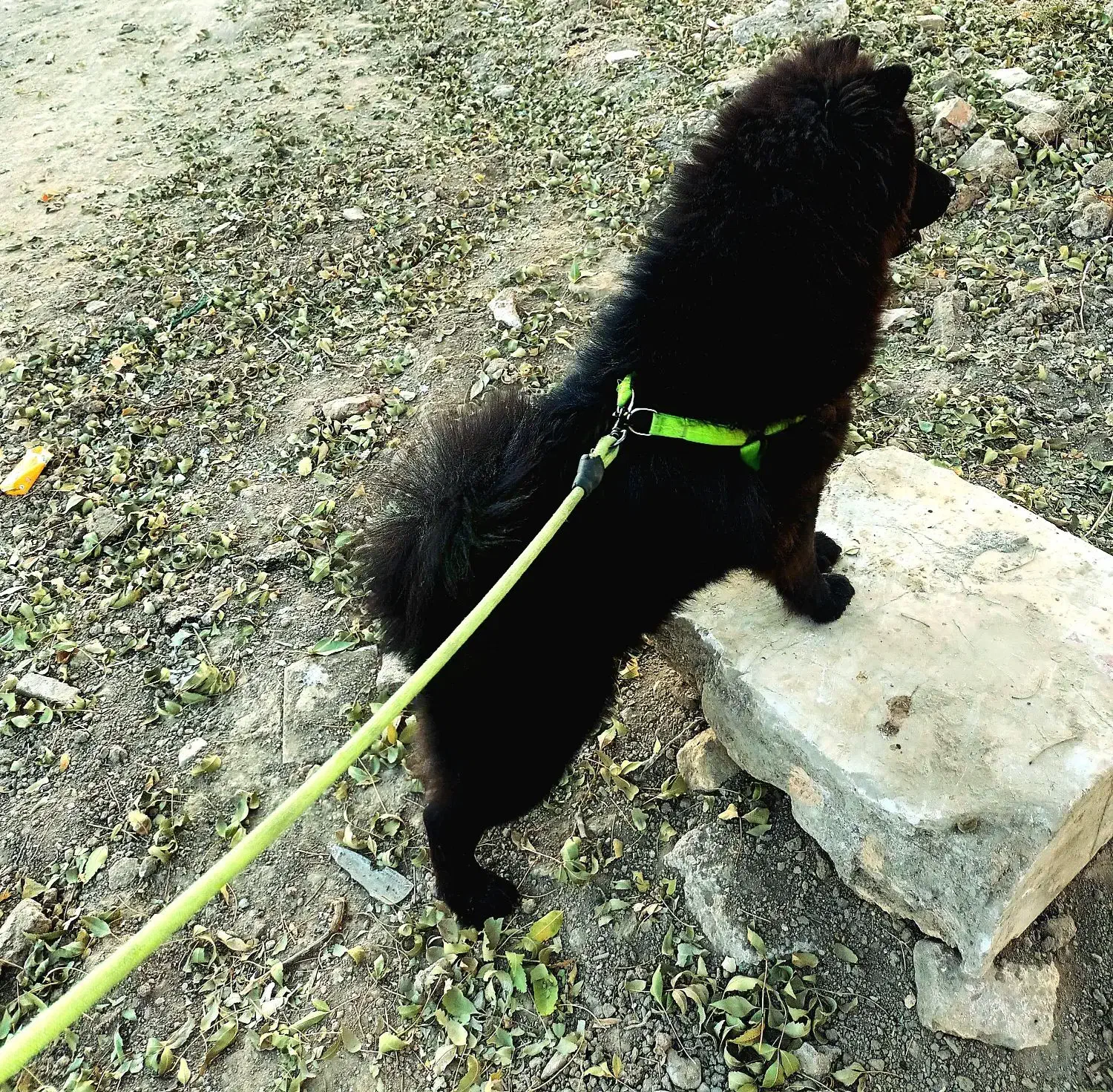 جفت گیری سگ|سگ|کرج, شهرک سهرابیه|دیوار