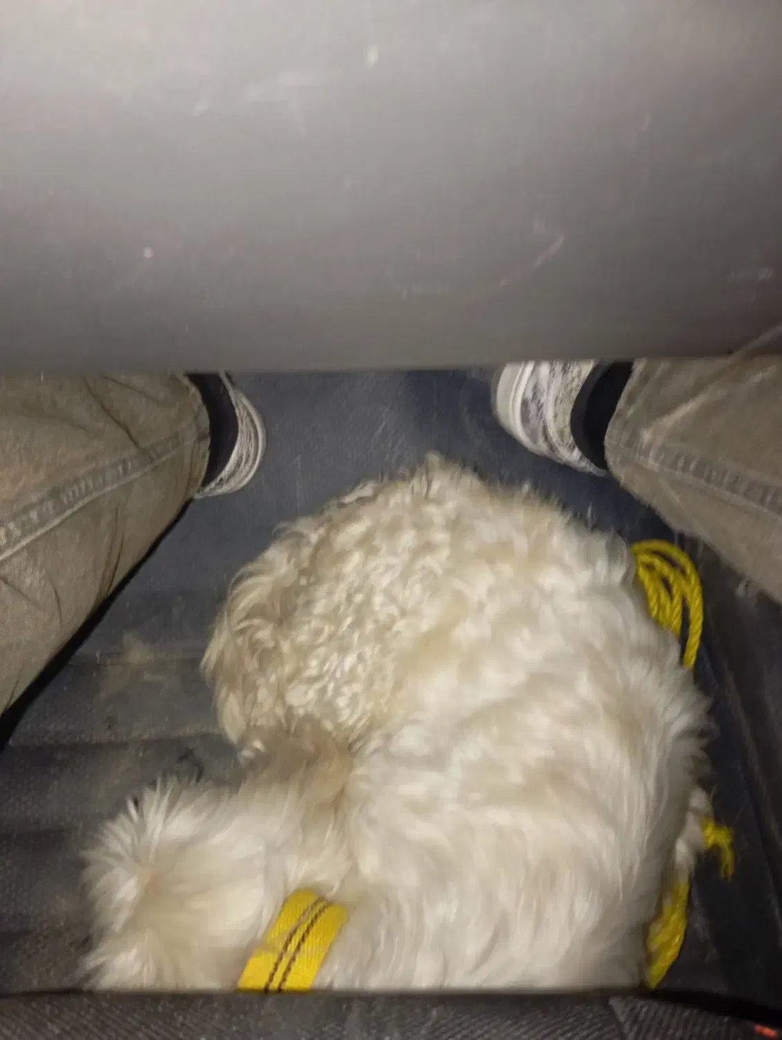 واگذاری|سگ|مرودشت, رامجرد یک|دیوار