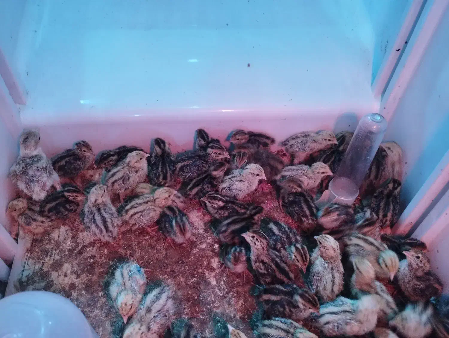 بلدرچین 1 تا 17 روزه|حراج|تالش, تالش|دیوار