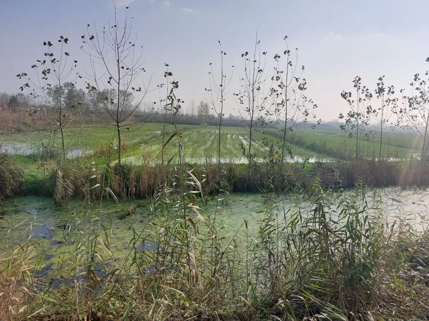 فروش زمینکشاورزی|اجارهٔ دفتر صنعتی، کشاورزی، تجاری|بندر انزلی, تربه گوده|دیوار