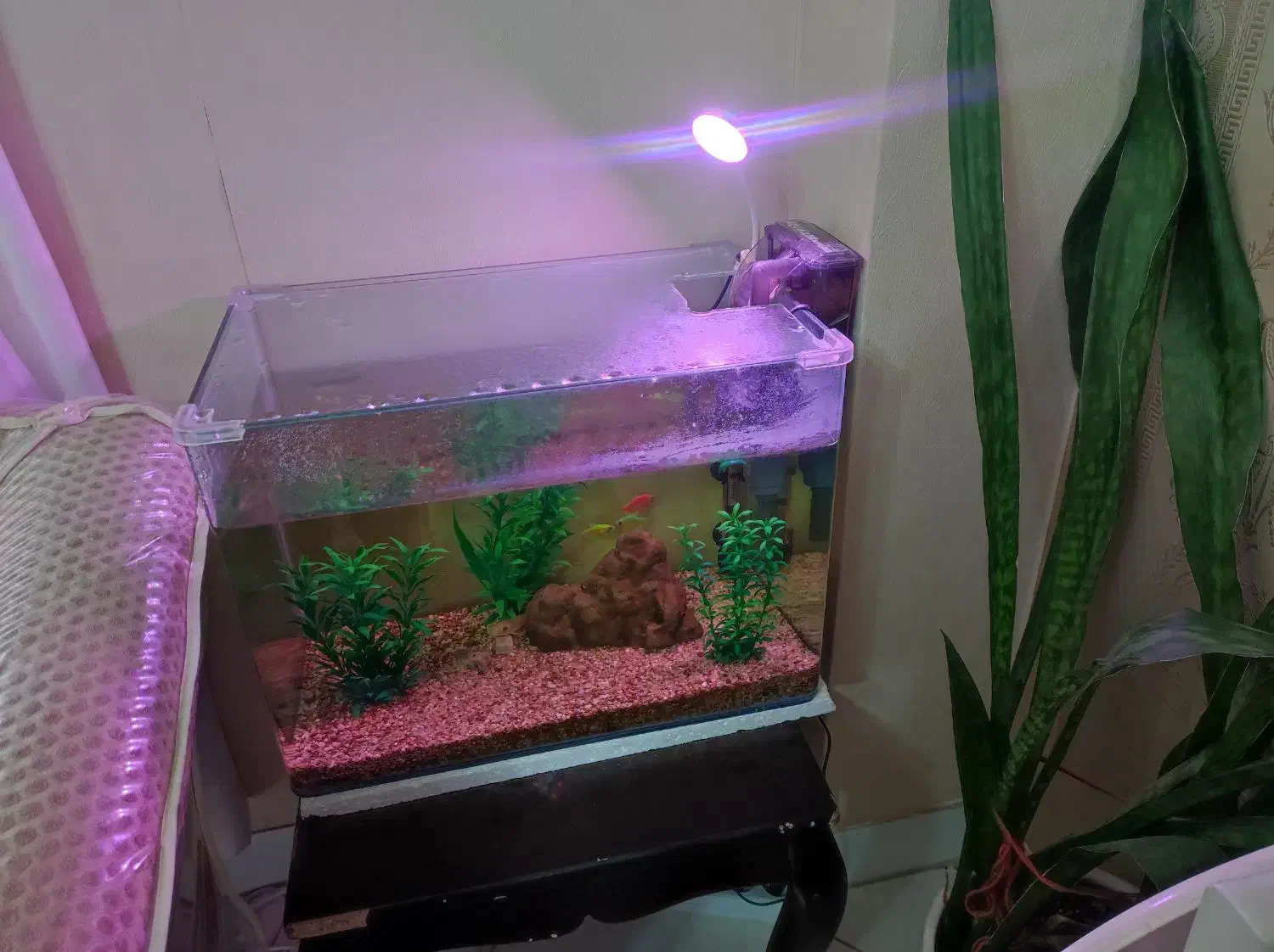 آکواریوم کوچک|ماهی|گرگان, |دیوار