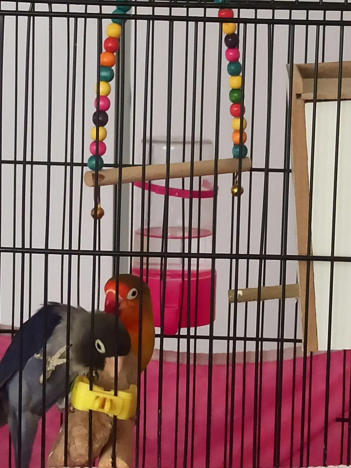 فروش/طوطی کوتوله/رنگ بی نظیر|پرنده|اصفهان, کوی ولی عصر|دیوار