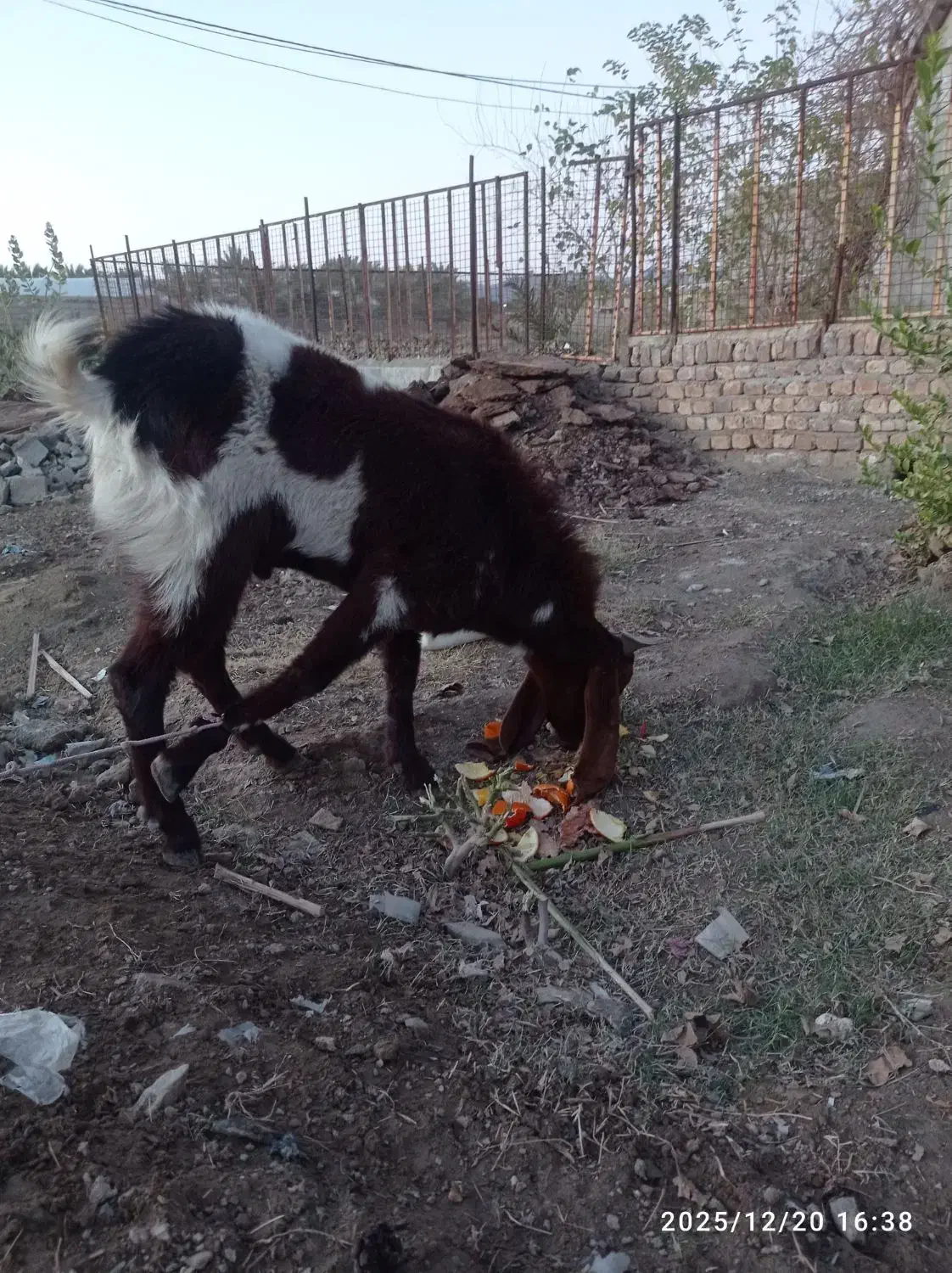 پاچن بربری 2 ساله|حیوانات مزرعه|سراوان, |دیوار