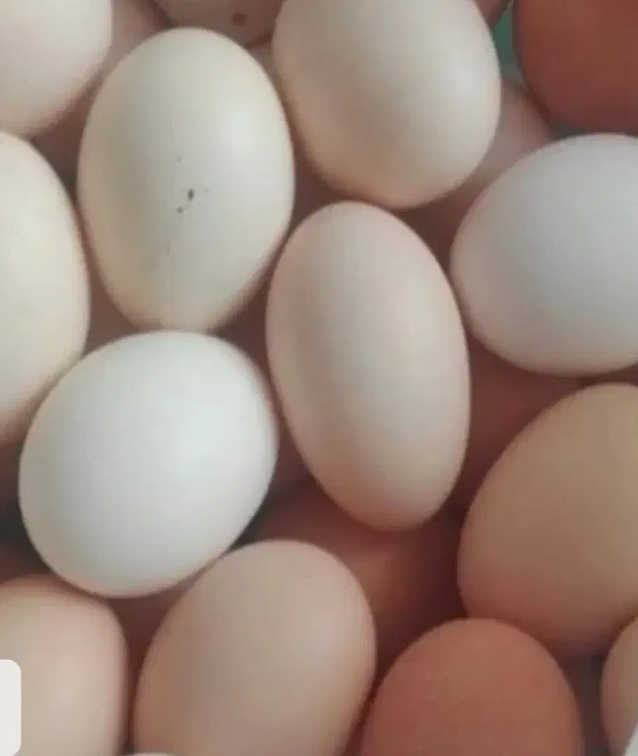 تخم مرغ ارگانیک|خوردنی و آشامیدنی|خمینیشهر, |دیوار