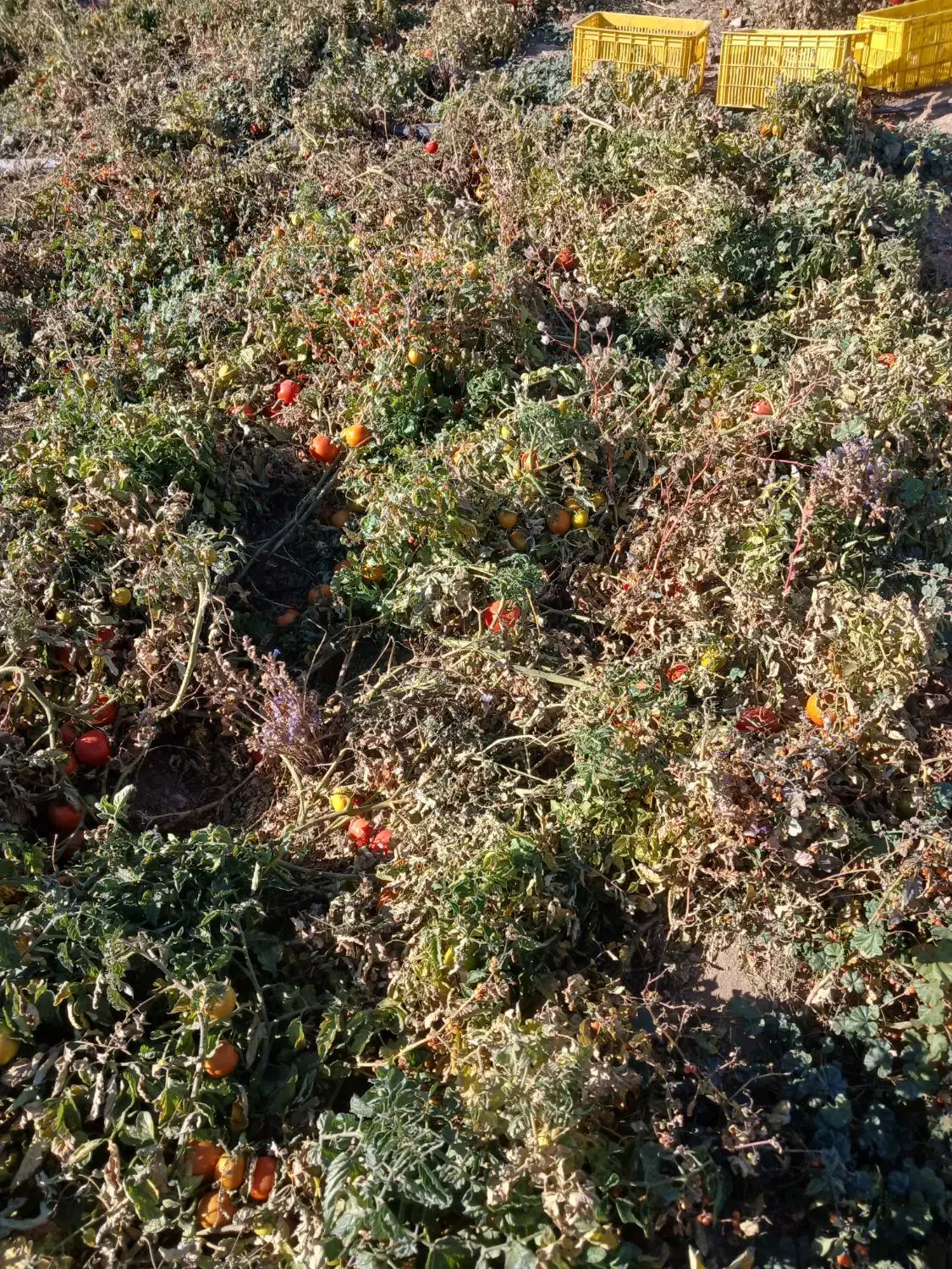 گوجه نیم رسیده و کال|خوردنی و آشامیدنی|قره پشتلو, |دیوار