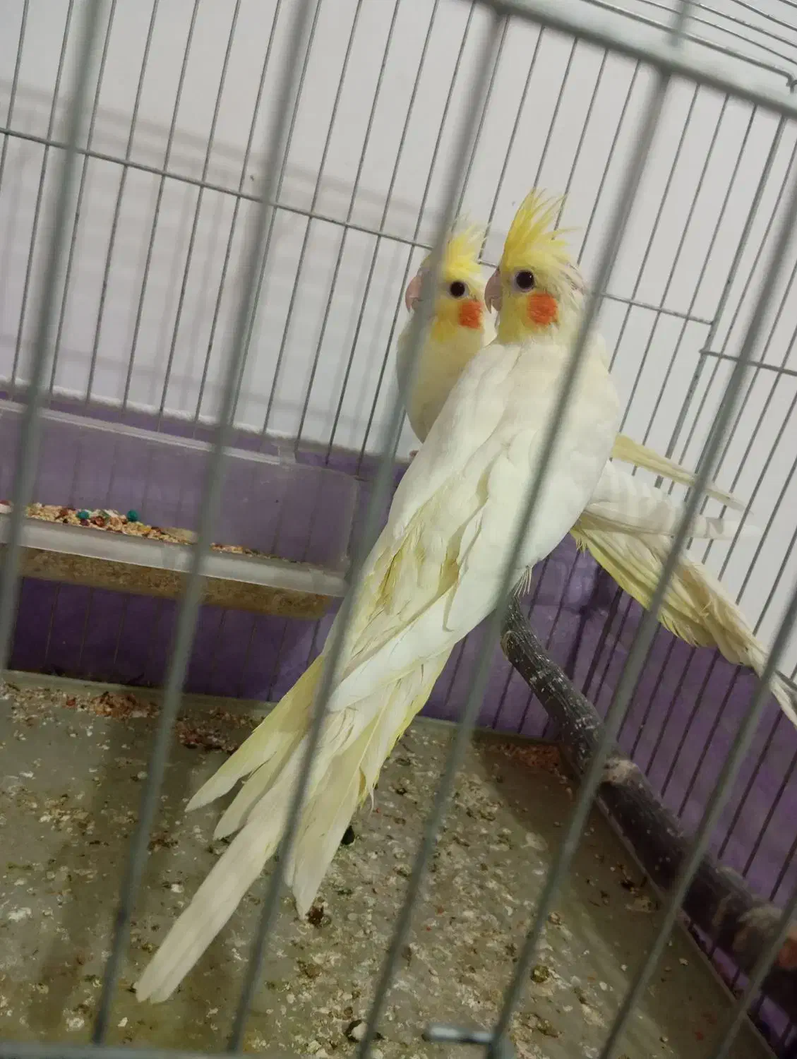 ۳ عدد عروس هلندی|پرنده|نقده, |دیوار