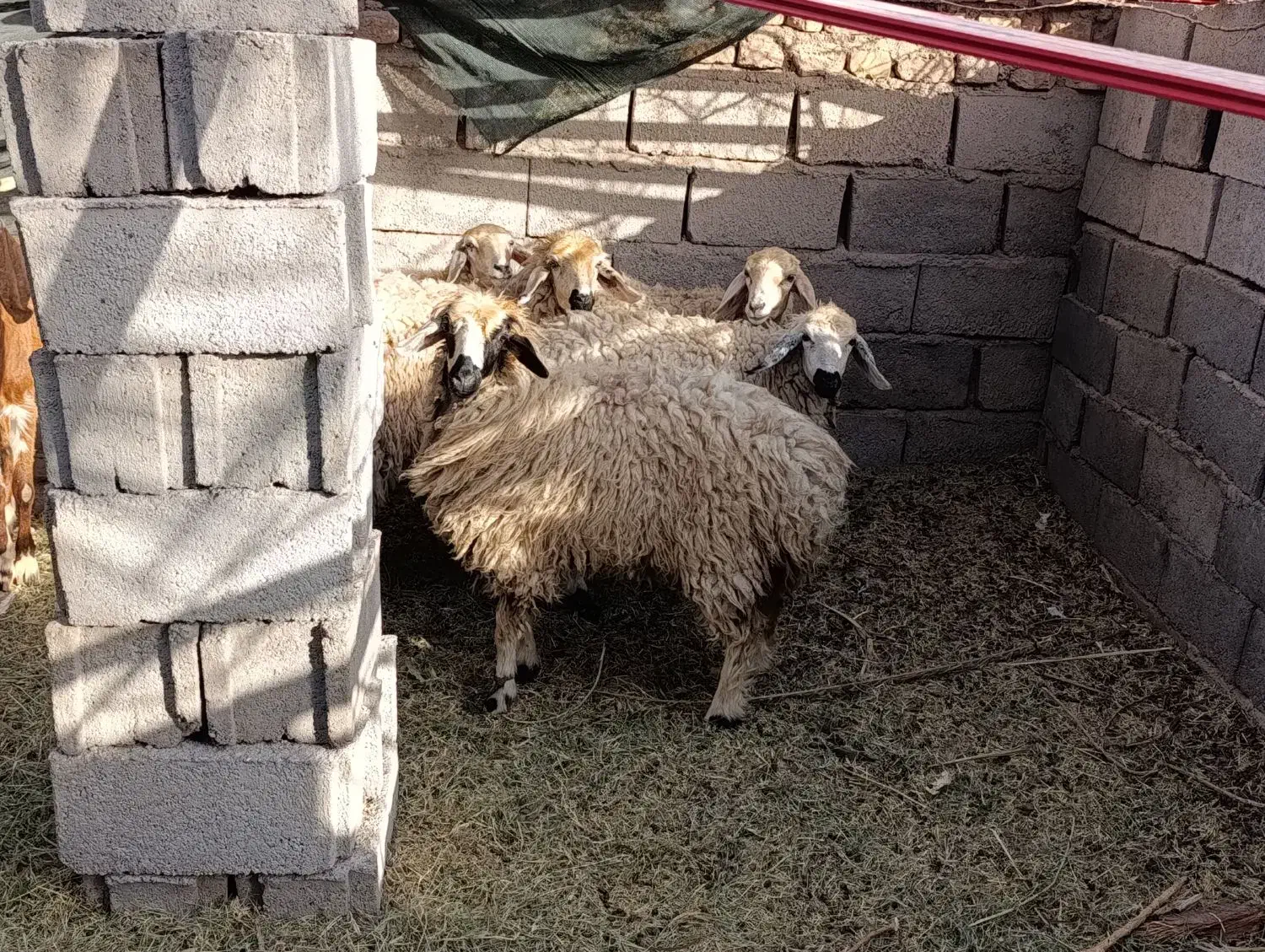 کاور بره|حیوانات مزرعه|بم, |دیوار