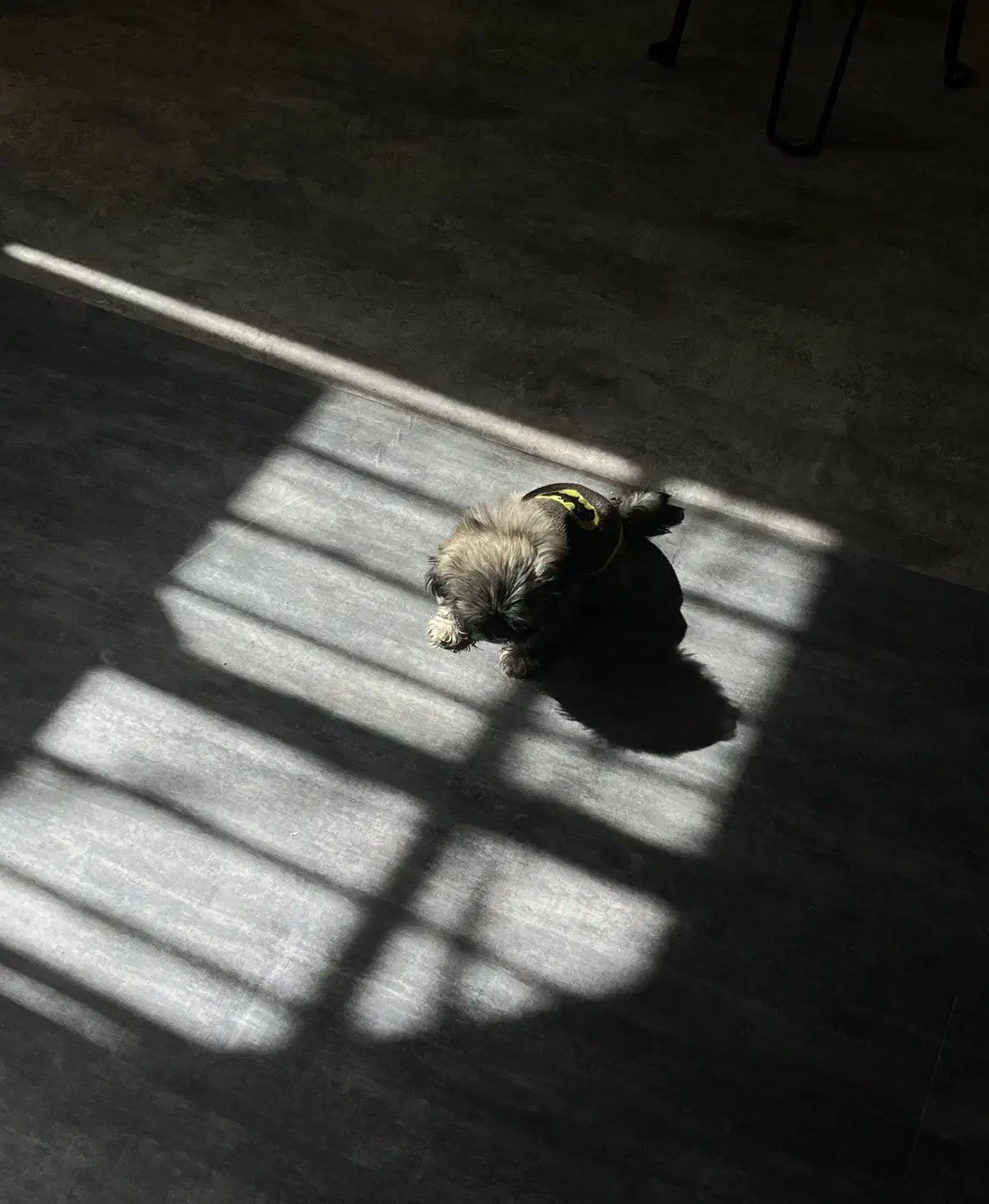 سگ یک ساله شیتزو اشپیتز|سگ|کرمان, |دیوار