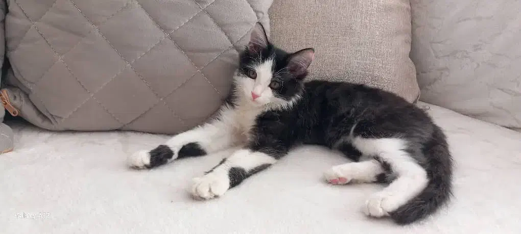 گربه خانگی تربیت شده/واکسینه/بسیار تمیز|گربه|ارومیه, |دیوار