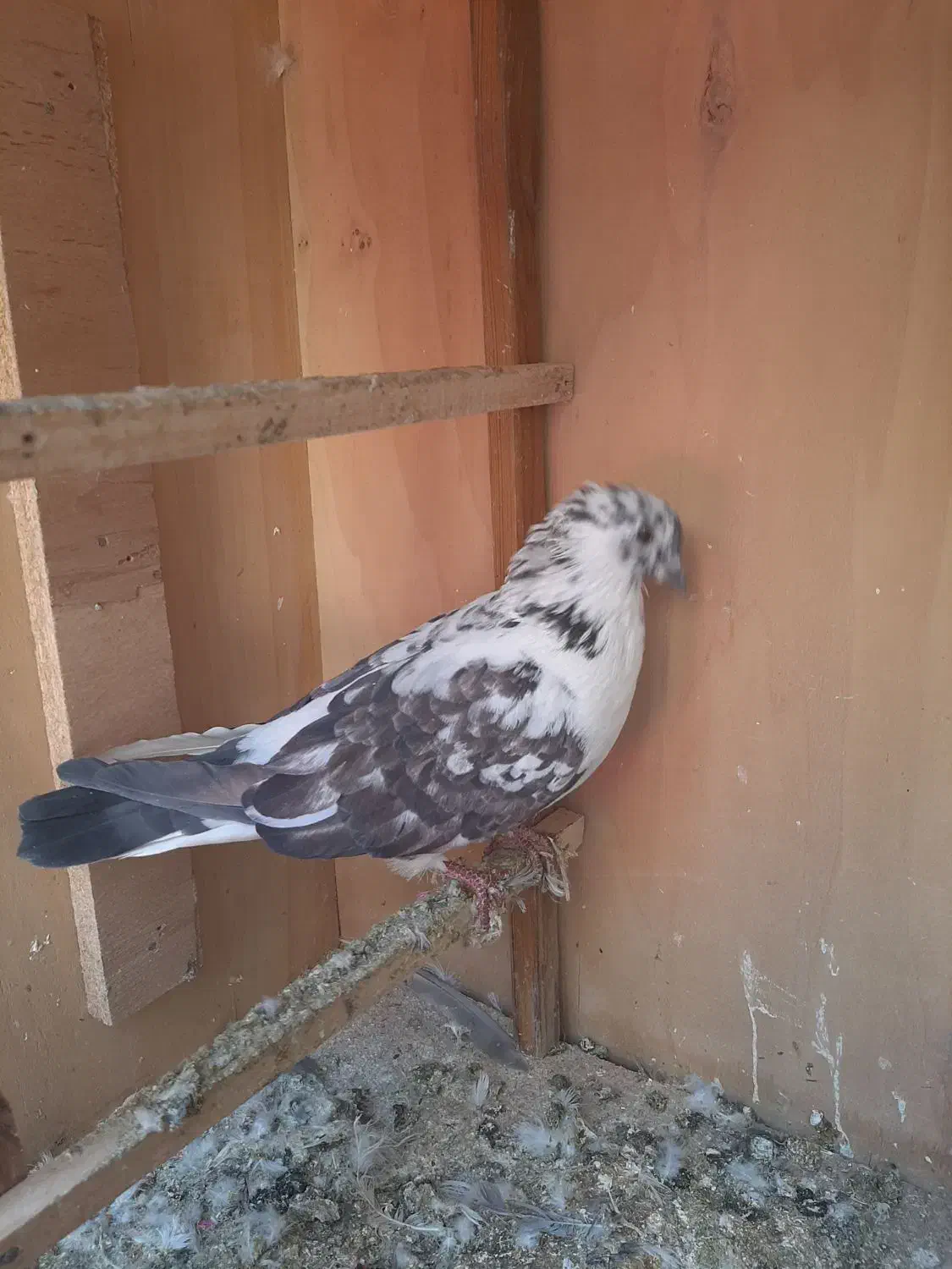 کبوتر|پرنده|رودهن, |دیوار