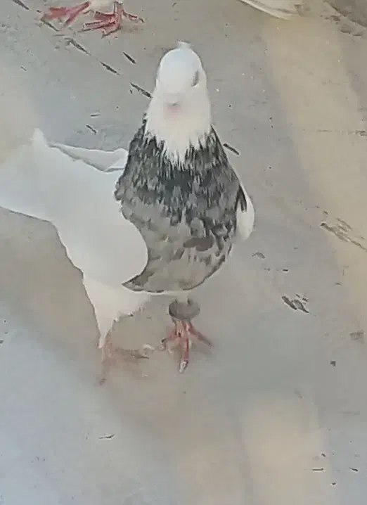 طوقی|پرنده|شاهینشهر, الهیه|دیوار