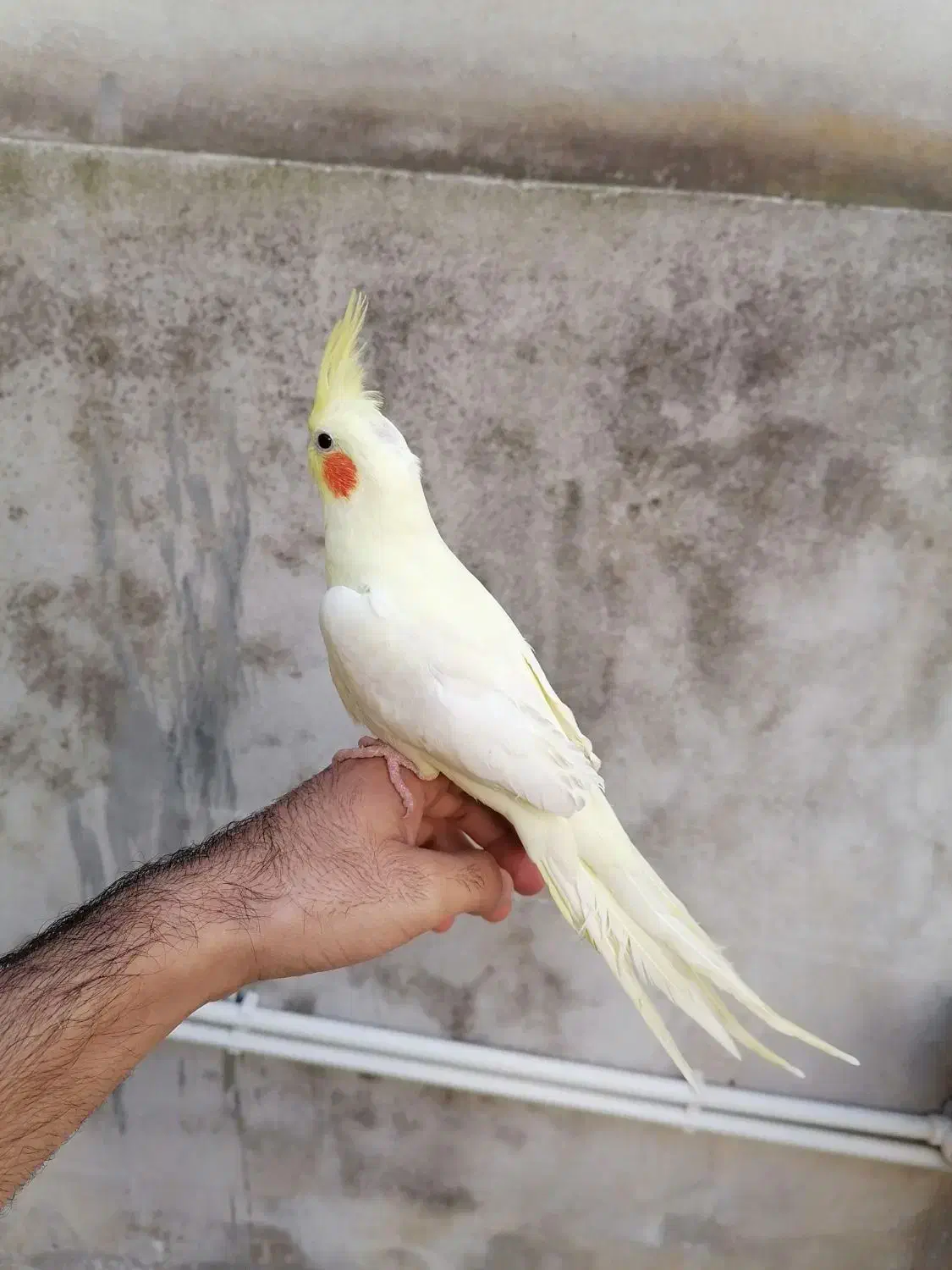 عروس هلندی|پرنده|بهشهر, |دیوار