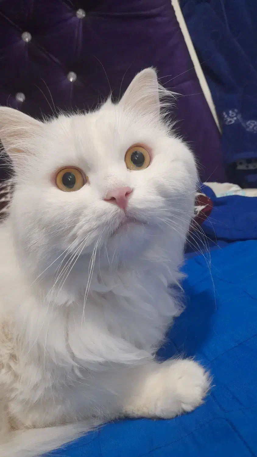 گربه پرشین برای واکذاری|گربه|بندر امام خمینی, |دیوار